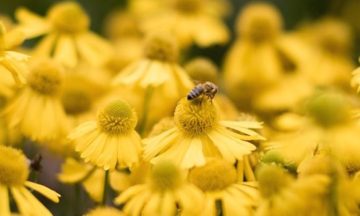 Learn about medicinal plants at the Chelsea Physic Garden