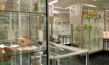 Learn about some of Australia’s biggest killers at the Museum of Human Disease