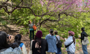 Wild Medicine Herb Walk in Central Park