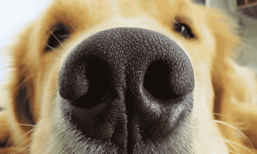 Trained dogs can sniff out Parkinson’s in skin odour with 82% sensitivity