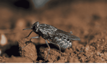 Kenya declared free of sleeping sickness